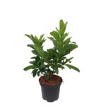 Azalia wielkokwiatowa mix wys. 20-40 cm don. 2 l