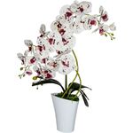 Storczyk 3 pędy Wenus 67 x 52 cm 9055