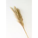 Trawa pampass grass 115 x 7 cm naturalna