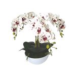 Storczyk 5 pędowy w doniczce plastikowej mix