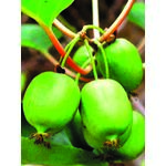 Kiwi wys. 60-70 cm don. 2 l