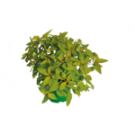 Zioła mix wys. 40 cm don. 15 cm