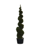 Żywotnik occidentalis Smaragd Spirala wys. 120-160 cm don. 30 cm