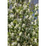 Świdośliwa olcholistna wys. 60-80 cm don. 21 cm