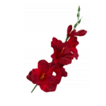 Gałązka Gladioli 68 cm M-70