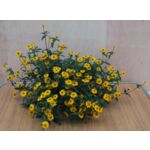 Sanvitalia wys. 25 cm don. 12 cm