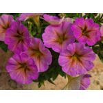 Beautical wys. 25 cm don. 12 cm