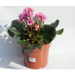 Bergenia wys. 35 cm don. 12 cm