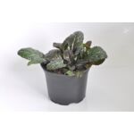 Ajuga, wys. 20 cm, śr.don,12 cm