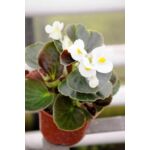 Begonia sempenflorens 6-pak wys. 20 cm