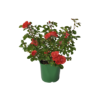 Róże okrywowe wys. 35 cm don. 2 l