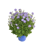 Campanula wys. 40 cm don. 17 cm