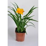 Liliowiec wys. 40 cm don. 17 cm