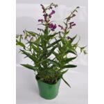 Penstemon wys. 40 cm, śr.don. 17 cm