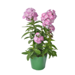Phlox wys. 40 cm don. 17 cm