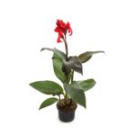 Canna wys. 40 cm, don. 17 cm