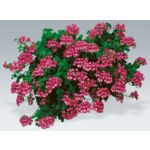 Pelargonia w koszu wys. 45 cm don. 23 cm