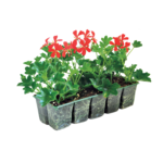 Pelargonia 10-pak wys. 20 cm