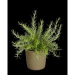 Rozmaryn wys. 40 cm don. 15 cm