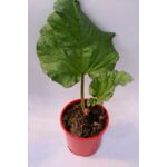 Rabarbar wys. 40 cm don. 15 cm