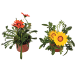 Gazania wys. 25 cm don. 10 cm