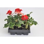 Pelargonia 6-pak wys. 20 cm