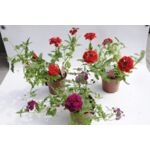 Werbena wys. 25 cm don. 10 cm