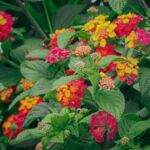 Lantana wys. 25 cm don. 10 cm