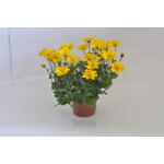 Bidens żółt wys. 25 cm don. 10 cm