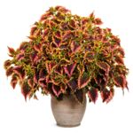 Koleus wys. 25 cm don. 10 cm