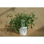 Wilczomlecz Diamond Frost wys. 20 cm don. 10 cm