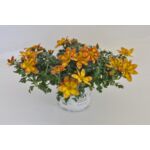 Bidens czerwony wys. 25 cm don. 10 cm