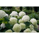 Hortensja drzewiasta don. 23 cm wys. 50 cm