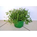 Tymianek wys. 40 cm don. 15 cm