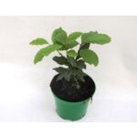 Liść Laurowy wys. 40 cm don. 15 cm