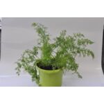 Koper wys. 40 cm don. 15 cm