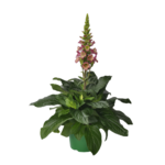 Digitallis wys. 40 cm don. 17 cm