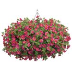 Million bells/Superbells w kosz wys. 45 cm don. 21 cm