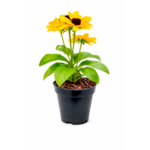 Rudbekia, wys. 40 cm, don. 17 cm