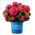 Hortensja Endless Summer don. 23 cm wys. 50 cm