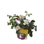 Róża Easy Elegance wys. 50 cm don. 23 cm