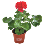 Pelargonia zonale mix wys. 25 cm don. 12 cm