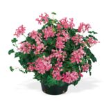 Pelargonia bluszczolistna mix wys. 25 cm don. 12 cm