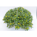 Sanvitalia kosz wys. 30 cm don. 21 cm