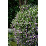 Scaevola kos wys. 30 cm don. 23 cm