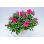 Surfinia kosz wys. 30 cm don. 23 cm