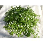 Bacopa w koszu wys. 30 cm don. 23 cm