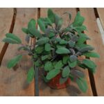 Szałwia wys. 40 cm don. 15 cm