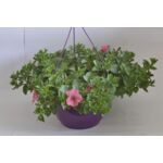 Petunia Veranda w koszu wys. 45 cm don. 21 cm