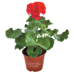 Pelargonia wys. 20 cm don. 10 cm